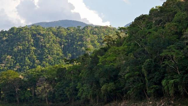 Minam refuerza sus estrategias para combatir la deforestación de los bosques